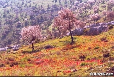 Bekaa Kamad el lawz